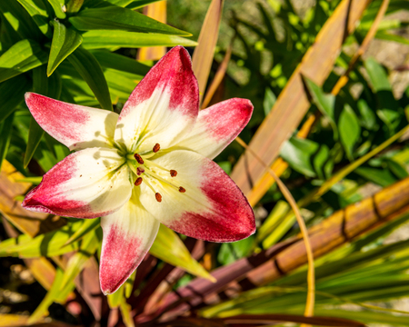 A close-up of a two colored lily lit by the sun against a green background.の写真素材
