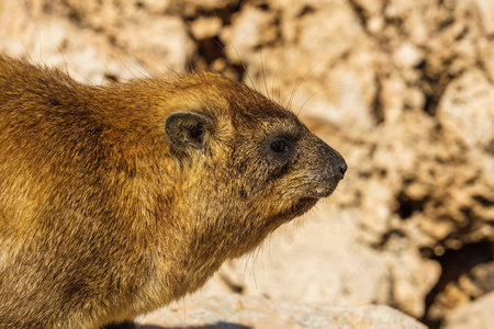 Rock hyrax in rocky terrain in the wildの写真素材
