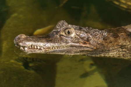Spectacled caiman caiman crocodilus head in the water