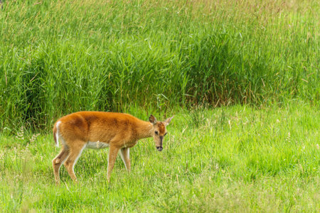 Yang wild deer and green field with grassの写真素材