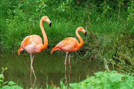 Greater Flamingo beautiful pink big bird in water in the nature habitat