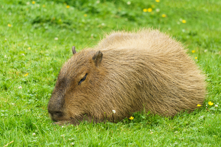 Capybara big animal on the green fieldの写真素材