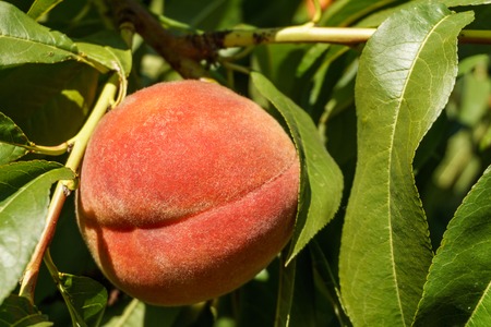 Ripe fresh peaches growing in peach tree with green leavesの写真素材