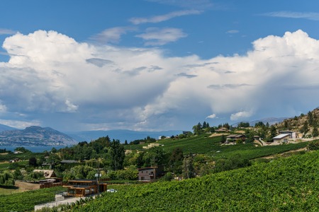 Okanagan Valley, Canada - August 04, 2018: vineyard and organic farm located on the shore of Okanagan Lake in British Columbia Canadaのeditorial素材