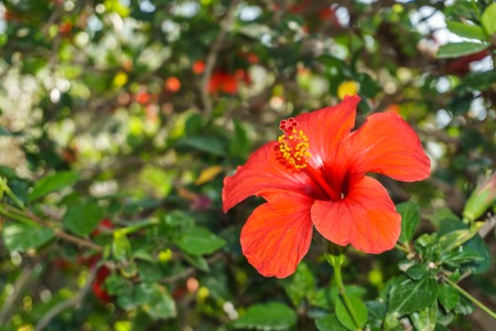 Red hibiscus flower on a green backgroundの写真素材