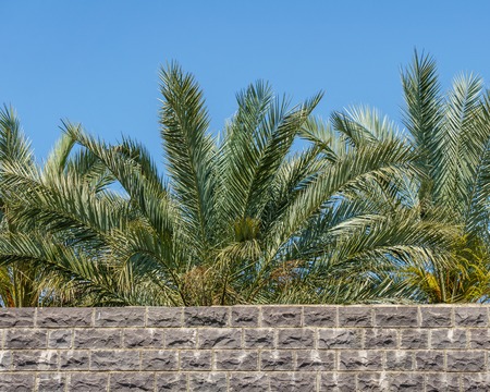 Stone wall with palm trees behind and blue skyの写真素材