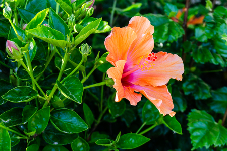 Red hibiscus flower on a green backgroundの写真素材