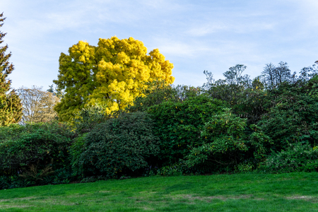Green park in early autumn with clear skyの写真素材