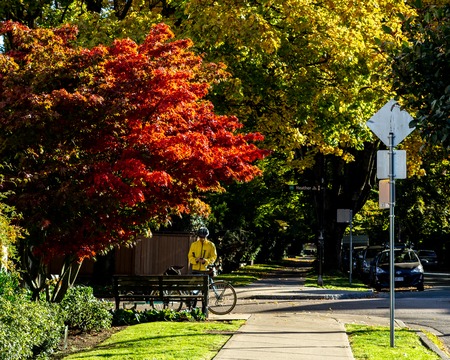 VANCOUVER, CANADA - October 13, 2018: yellow trees on the street on a autumn day.のeditorial素材