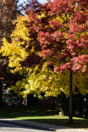 Beautiful red and yellow trees in autumn in the city street