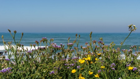 View of the shores of the Mediterranean sea with purple and yellow flowers on the foregroundの写真素材