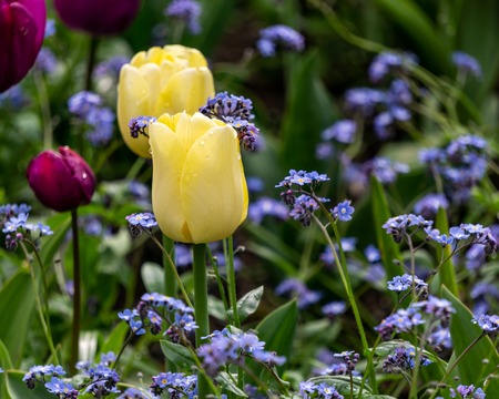 Beautiful natural summer background with flowers at sunny dayの写真素材