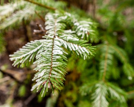Beautiful natural winter background with spruce branch at sunny dayの写真素材