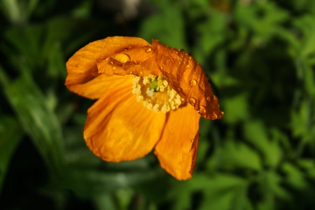 Beautiful natural summer background with poppy flowers at sunny dayの写真素材