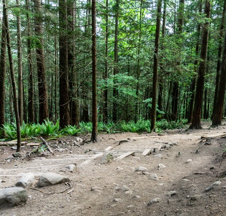 Hiking Path trough green Forest of in Early Spring.