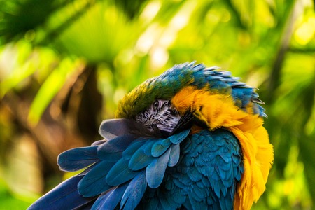 parrot Exotic birds and animals in wildlife in natural settingの写真素材