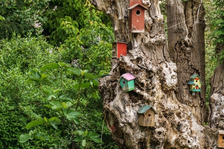 many wooden birdhouses or nesting box on treeの写真素材