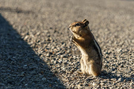 Eastern Chipmunk - Tamias striatus, sitting hind legs on a groundの写真素材