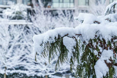 white snow on the branches of a tree winter landscapeの写真素材
