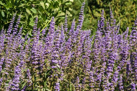lavender flower field in the garden in summer day
