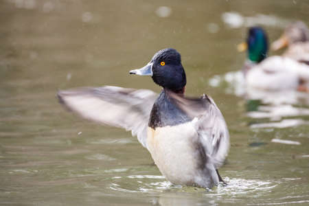 Wild duck on the water in bird sanctuary