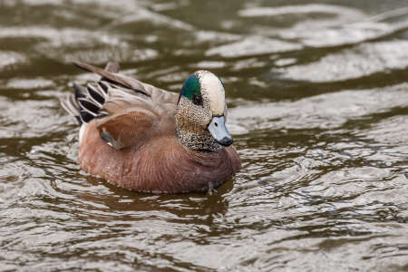 Wild duck on the water in bird sanctuaryの写真素材