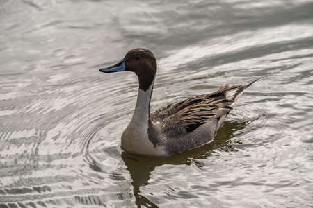 Wild duck on the water in bird sanctuaryの写真素材