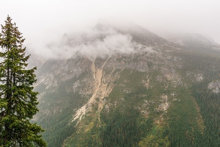 Green rain forest in the mountains mist over the trees and over the mountainsの写真素材