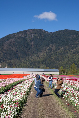 CHILLIWACK, CANADA - APRIL 20, 2019: people taking pictures at the Chilliwack Tulip Festival in british columbiaのeditorial素材
