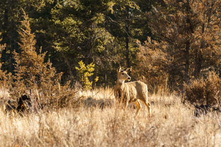 White-tailed or Virginia Deer wild animal in the spring forest british columbia canadaの写真素材