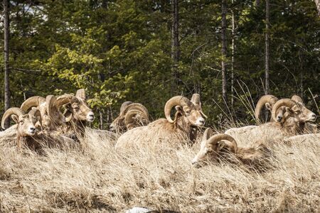 Bighorn male sheep or ram Ovis canadensis big Mammal in the foresr east of british columbia canada.の写真素材