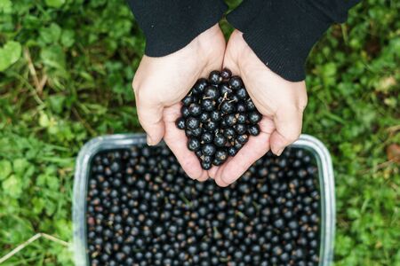 hands holding black currant berries just picked in the garden or farm