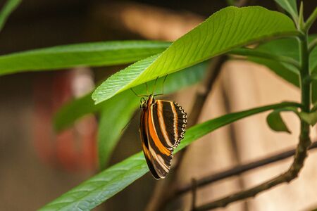 beautiful little butterfly with brightly coloured wings on green leaf
