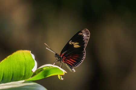 beautiful little butterfly with brightly coloured wings on green leafの写真素材