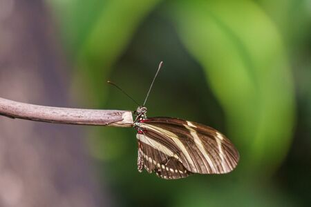 beautiful little butterfly with brightly coloured wings on green leaf