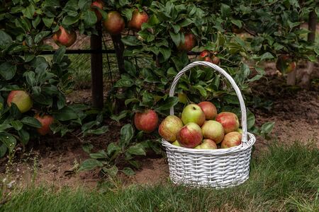 Red apples in a basket in autumn orchardの写真素材