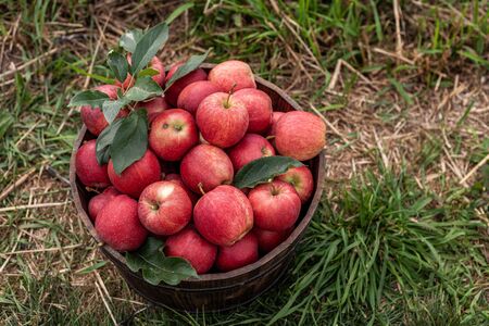 Red apples in a basket in autumn orchard