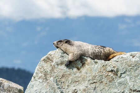 Wild large Hoary Marmot in natural environment of mountains.の写真素材