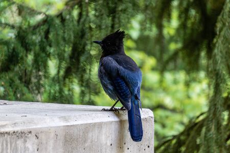 Stellers Jay Cyanocitta stelleri Pacific coast form.の写真素材