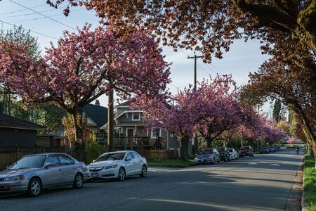 VANCOUVER, BRITISH COLUMBIA, CANADA - April 25, 2019: Gorgeous South Cambie neighbourhood during spring.のeditorial素材