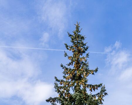 view to top of the tree and clouds on blue sky