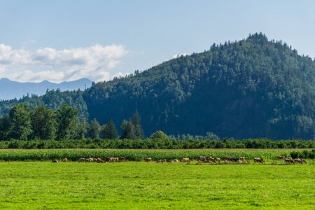 Herd of cows on a pasture around a green tree with mountain on backgroundの写真素材