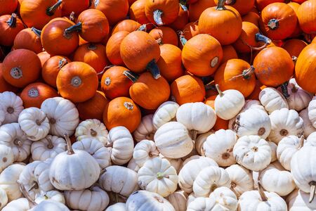 Lots of pumpkins all around at open air market vivid colorsの写真素材