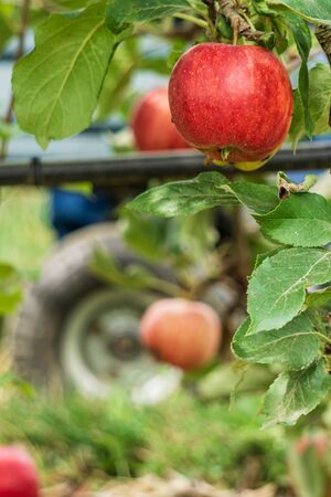 royal gala apples on the tree branch in autumn farm closeup