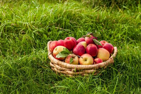 apples in brown basket on a grass in the farmの写真素材