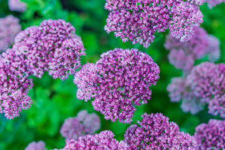 Pink abstract flowers with blurred green background close up