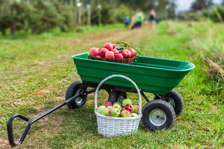 lots of apples in basket in the garden cart country farmの写真素材