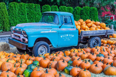 ABBOTSFORD, CANADA - September 07, 2019: Pumpkin patch Fresh pumpkins on a farm near very old truck Willow View Farmsのeditorial素材