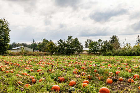 ABBOTSFORD, CANADA - September 07, 2019: Pumpkin patch Fresh pumpkins on a farm Willow View Farmsのeditorial素材
