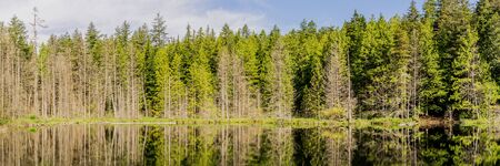 beautiful small White lake surraunded by tall forest in british columbia Canadaの写真素材